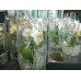Мини орхидеи в стекле